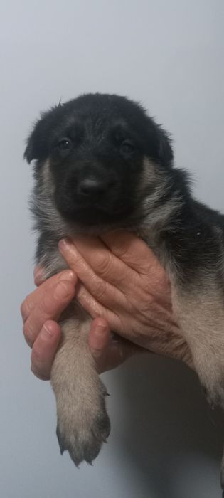 Щенки Восточно европейской овчарки