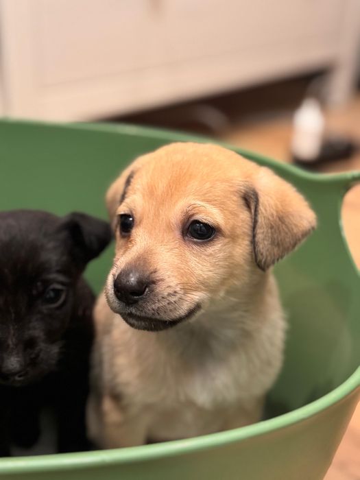 Adoptie fetita catel Bucuresti