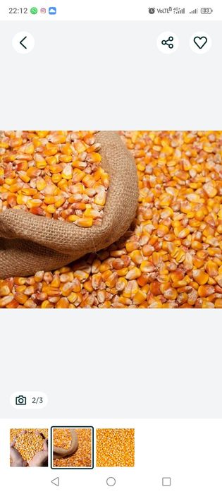 Кукуруза буршак на продажу