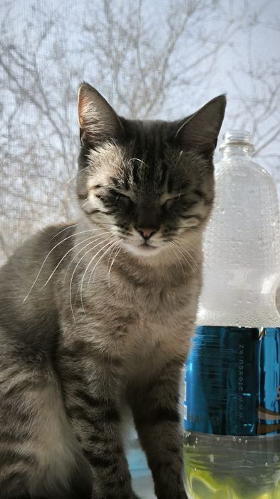 Отдам кошку даром