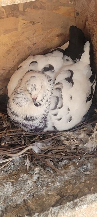 Porumbei kingi, texsani , voiajori german  gusati  rotati