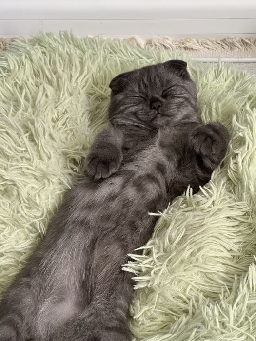 Мысык сатылады шотландский