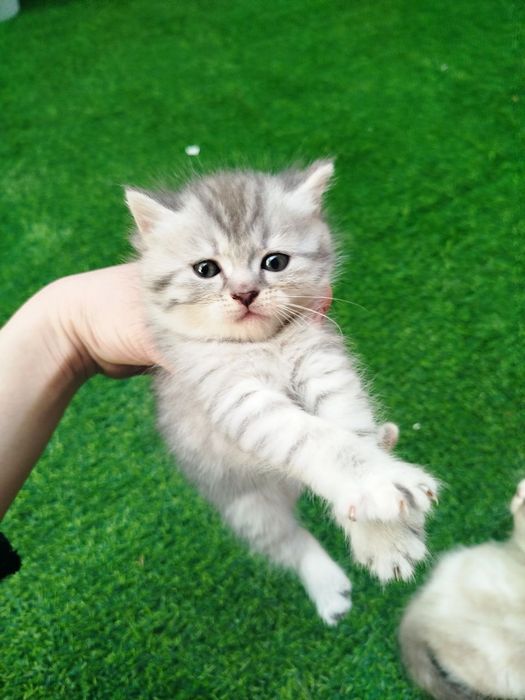 Mushuk bolalari sotiladi