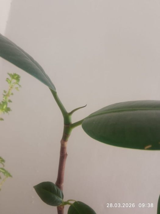 Продам шикарный Фикус