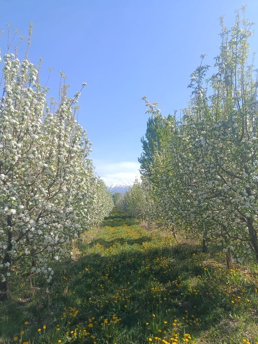 Продам сад, 2,5 гектара