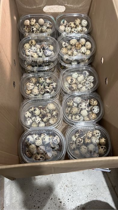 Перепелинное тушка