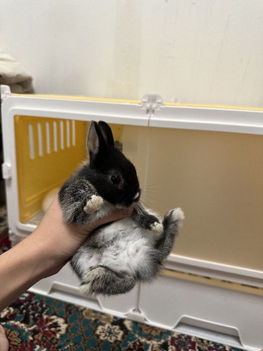 “Farzandingizga mehribon do‘st — Basmala Farm minik quyonlari!”