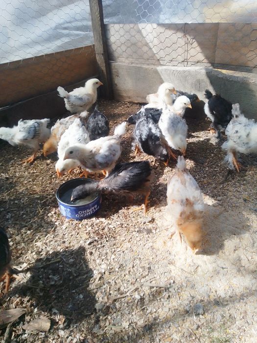 Pui de găină de țară de vânzare