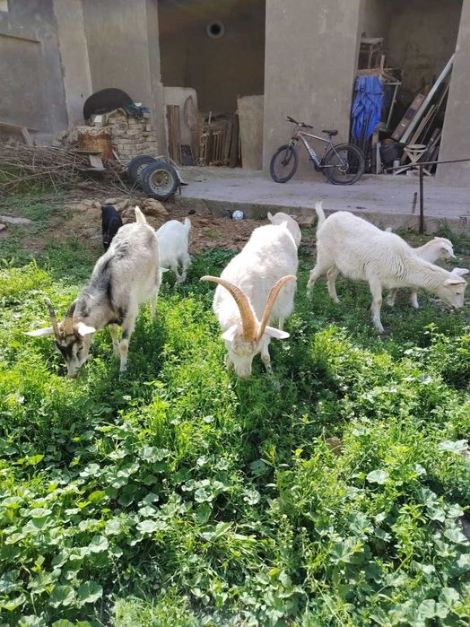 Эчки, она ва бола