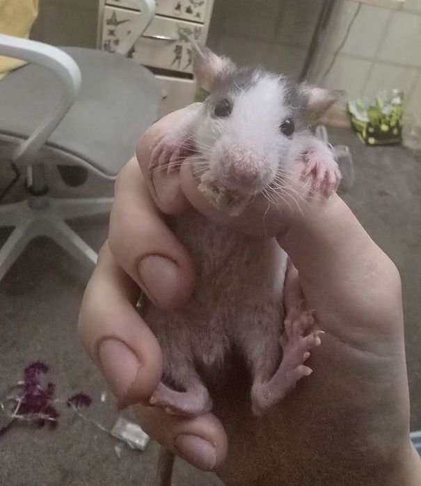 Крысята самцы дабл рекс и дамбо, обмен или покупка