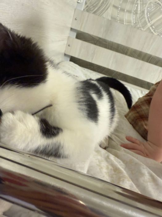 Отдам даром котенка девочка