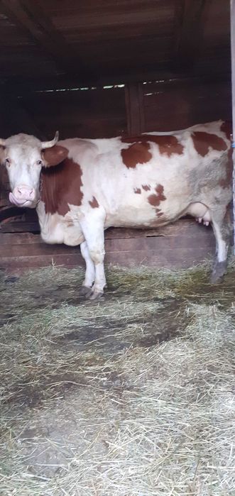 Vand vaca cu vitel