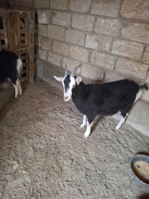 Ешкі сатылады лағымен