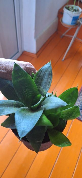 домашные горшочные цветы