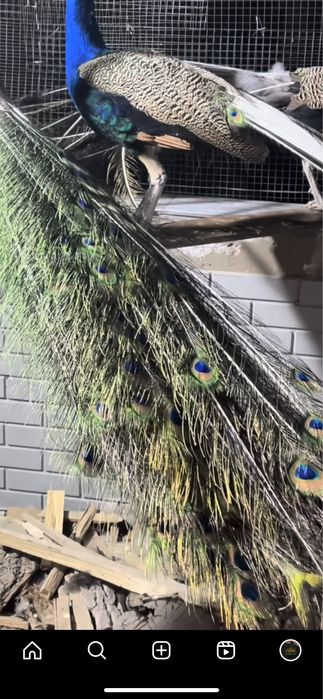 Птицы Павлины