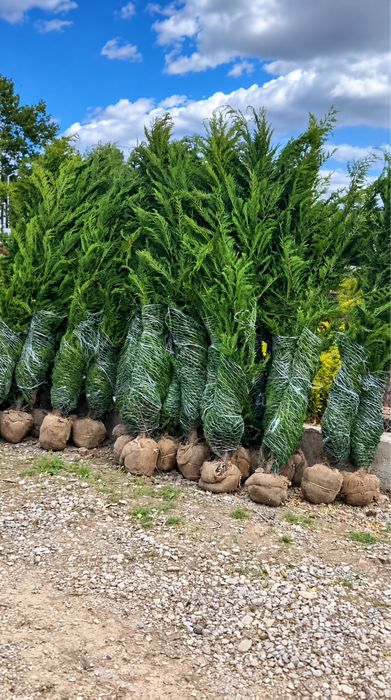 Leylandii pentru Amenajări Exterioare