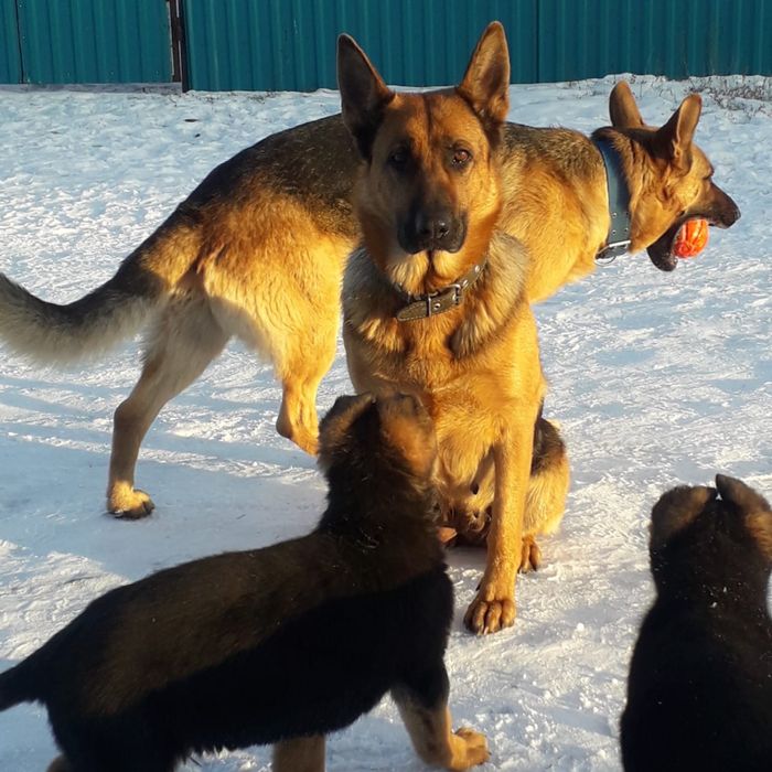 Продам шенят овчарка