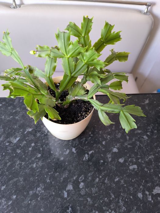 Продам декабрист белый