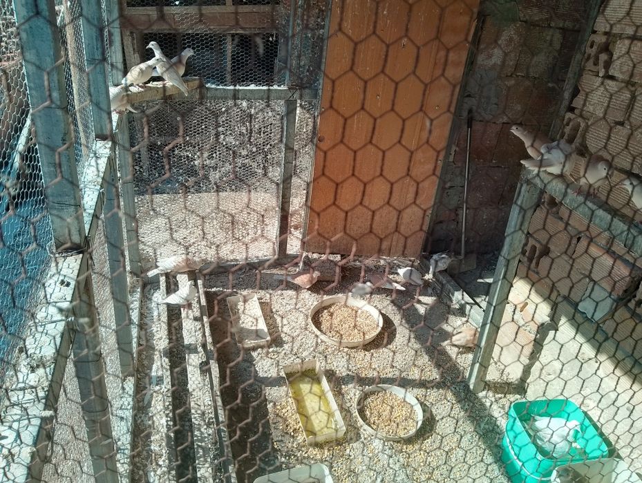 Продавам гугутки скумрийки 50 броя