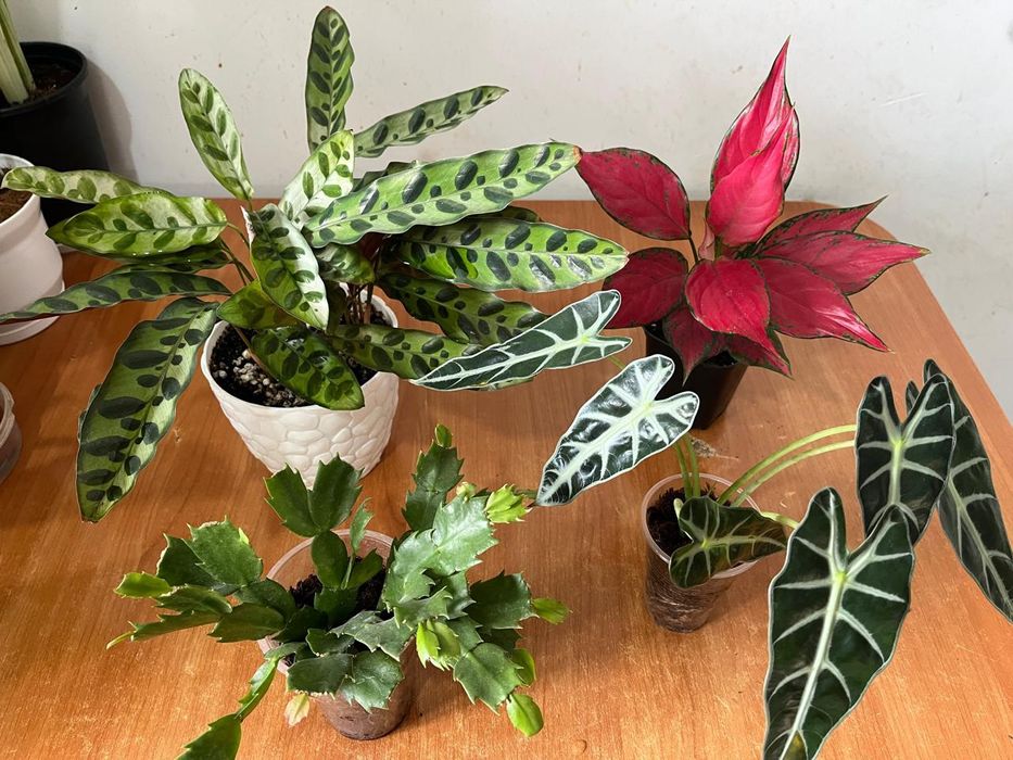 Комнатные растения