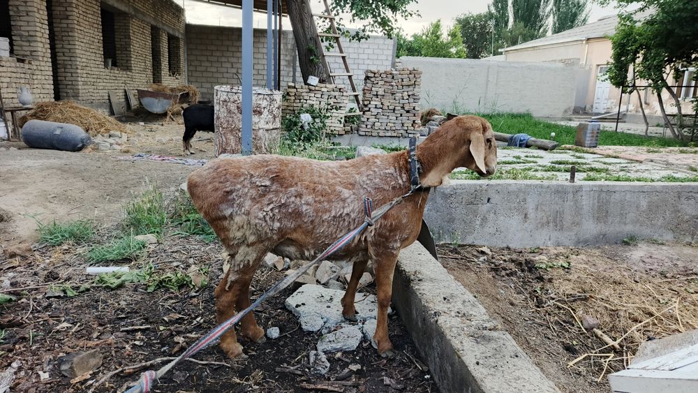 Продаётся баранина