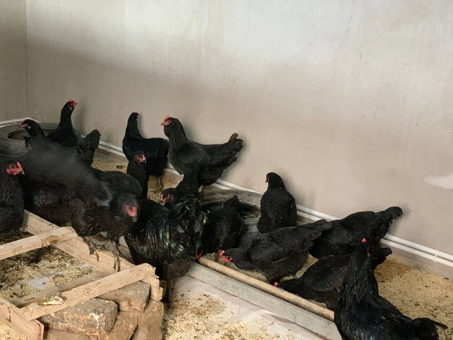 Кора Шахзода товук тухуми