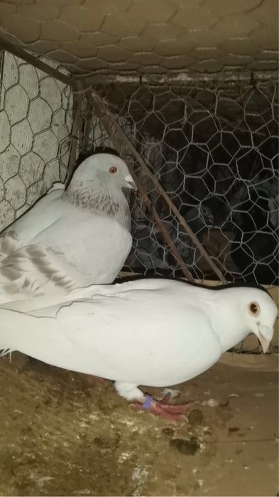 vand sau schimb porumbei