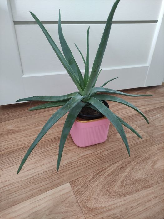 Алоэ лечебное  2500      .