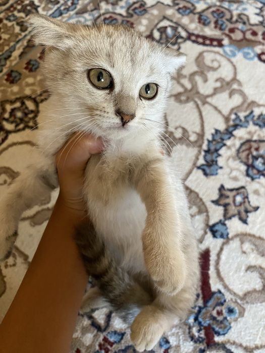 Котенок 4 месяц белого цвета