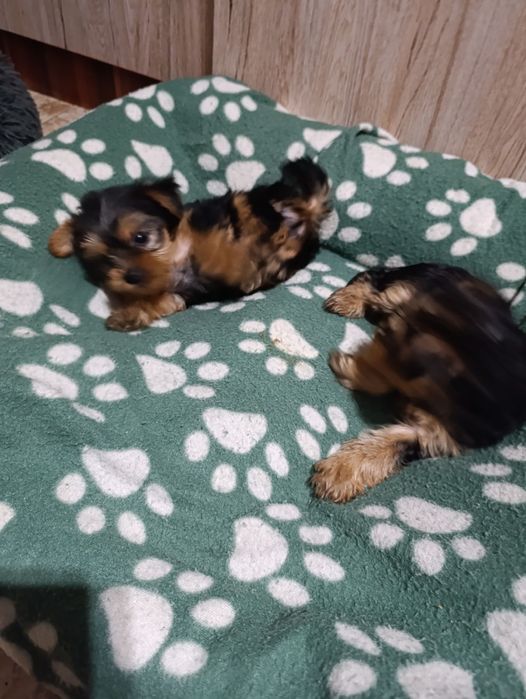 Кучета Йорки момчета