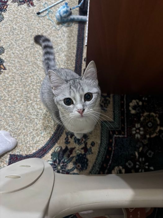 Skotish strayt sotiladi, Продаеться кот Скотиш страйт