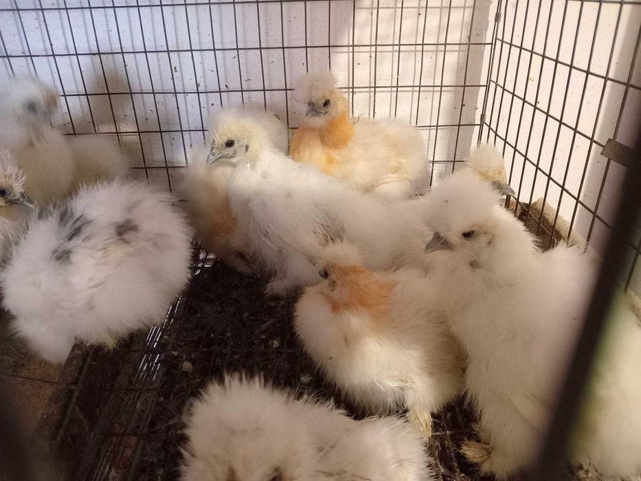 Vand pui Matase Japoneza