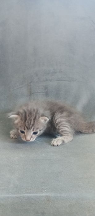 Котята британцы вислоухие