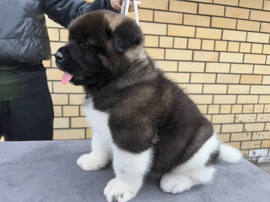 Американская акита