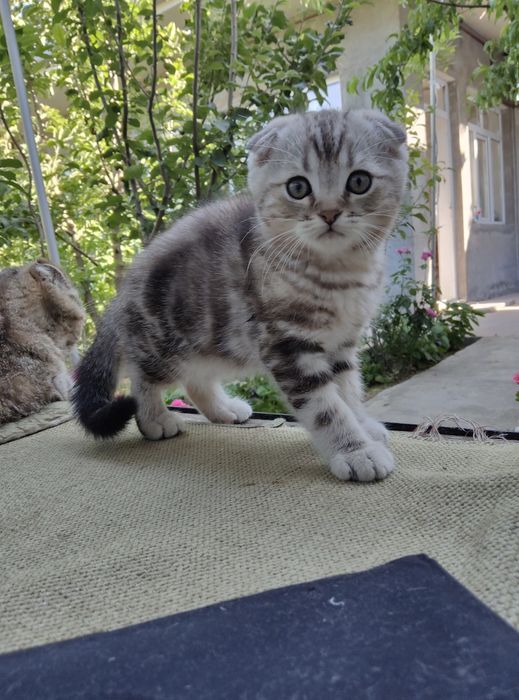 Продается породистый котенок скотиш фолд мальчик родился 4 апреля