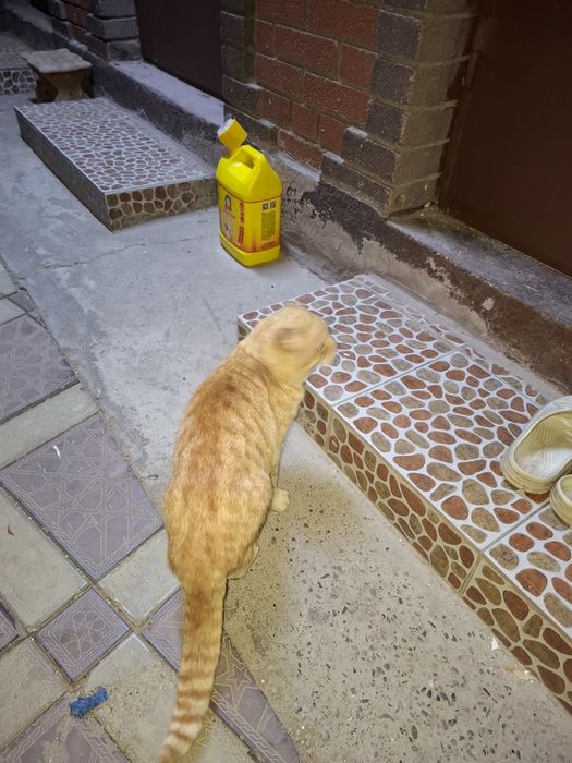 Продам рыжего кота, скоттиш фолд