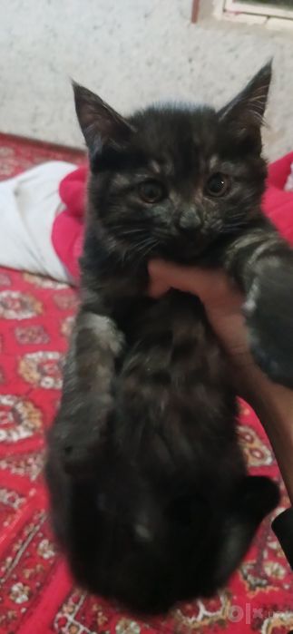 Mushik bereladi bepul