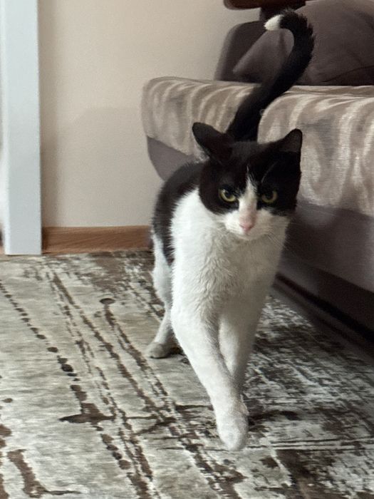 Бесплатно добрый котик