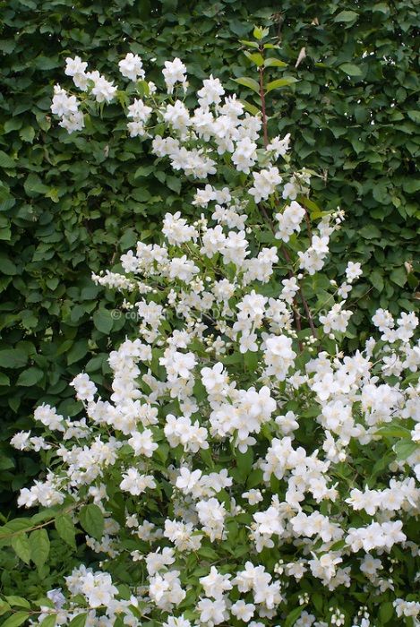 Iasomie parfumata Philadelphus