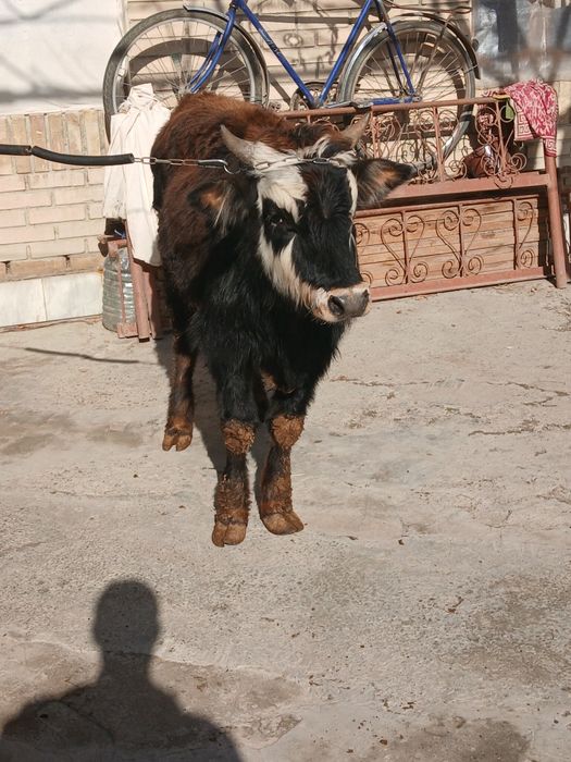 Buqacha sotiladi yeyishi yaxshi kamchiligi yoq 100%