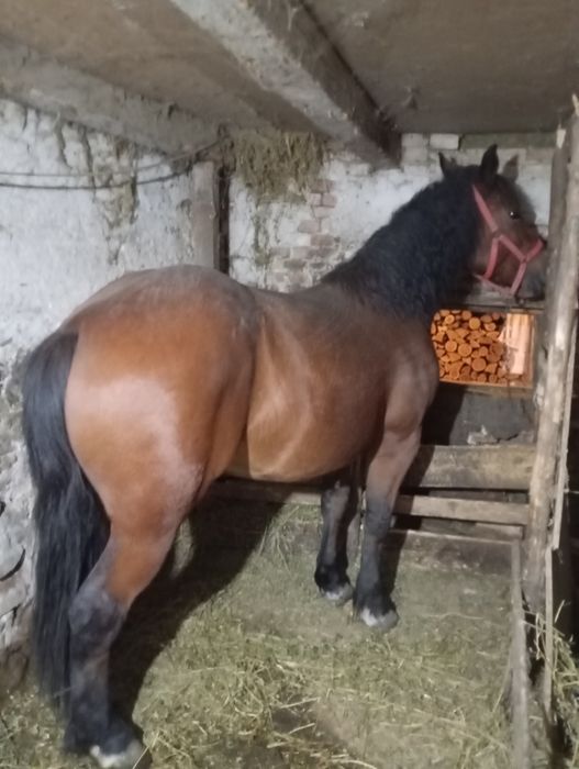 Vând mânză de 2 Ani