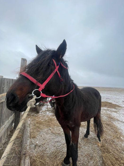 5 жасар айгыр сатылат