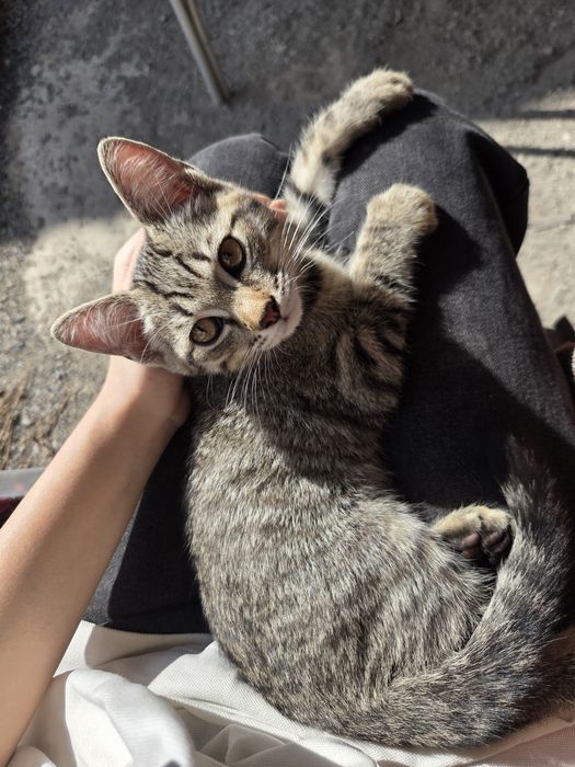 котенок в добрые руки!