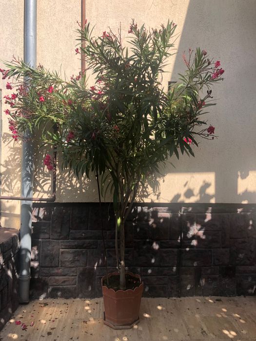 Plante decorative - Oleandrii