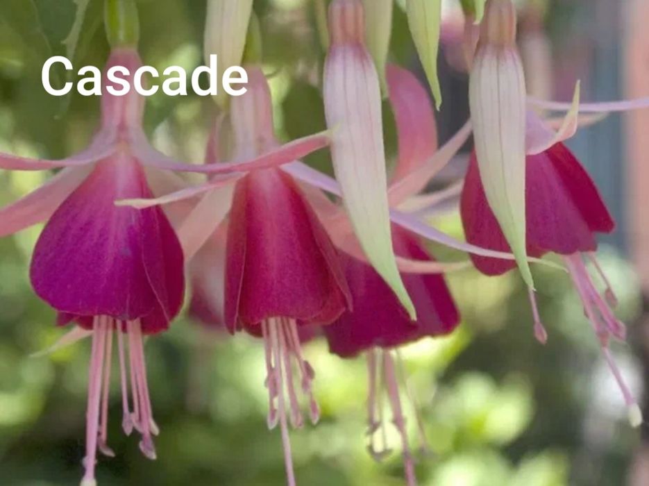 продам Фуксии, читать описание