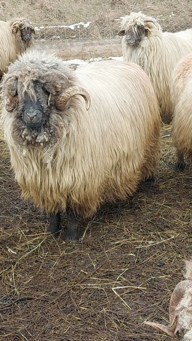 Berbec bucălău de vânzare