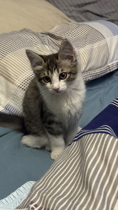 Котята ищут свой дом