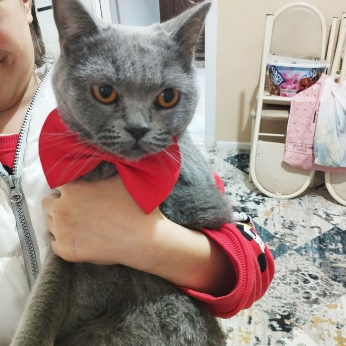 Породистая кошка британка девочка 150долларов .цена договорная.