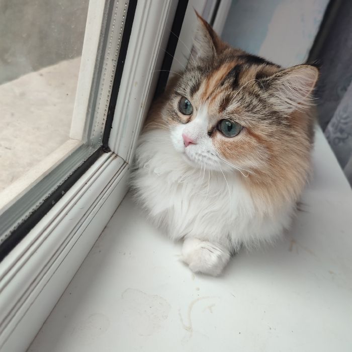 Ищем хозяйку для кошечки