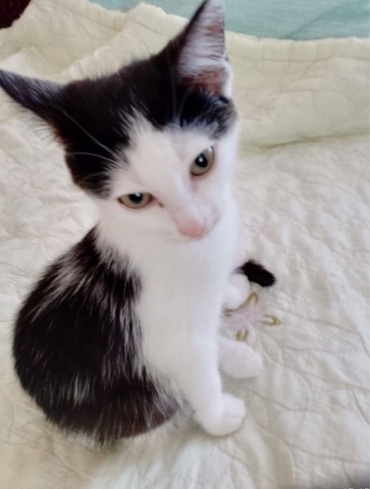 Котейки ущут свою семью